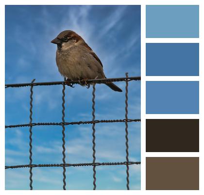 House Sparrow Bird Fence Image